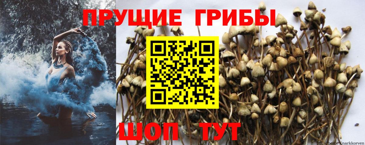 Псилоцибиновые грибы GOLDEN TEACHER  Вход с VPN  Сосновый Бор 
